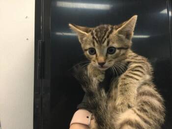 Domestic Short Hair Cats Available for Adoption in Thousand Palms, California - SPROUT | PetCurious
