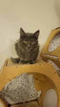 Rescue Domestic Long Hair Cats for Adoption in Ogden, Utah - Harmony | PetCurious