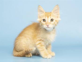 DARBY -  Domestic Short Hair Cat for Adoption in Phoenix, Arizona - DARBY | PetCurious