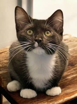 Rescue Domestic Short Hair Cats for Adoption in Champaign, Illinois - Checkers (bonded Pair With Chess) | PetCurious