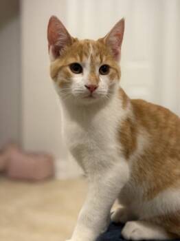 Domestic Short Hair Cats Available for Adoption - Banks | PetCurious