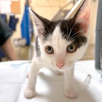 Oolong -  Domestic Short Hair Cat for Adoption in Woodinville, Washington - Oolong | PetCurious
