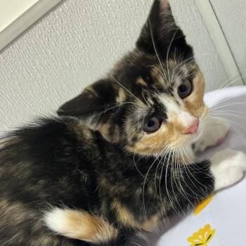 Domestic Medium Hair Cats Available for Adoption - Sally | PetCurious