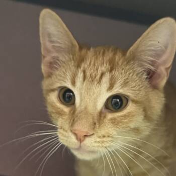 Rescue Domestic Short Hair Cats for Adoption in North Battleford, Saskatchewan - Scaramel | PetCurious