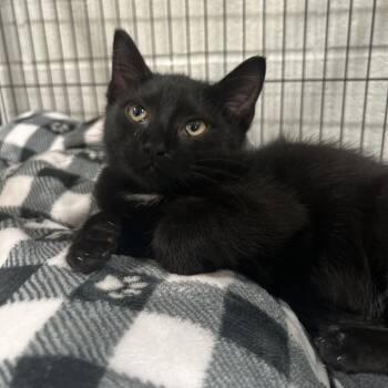 Branch -  Domestic Short Hair Cat for Adoption in Jackson, Michigan - Branch | PetCurious