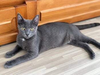 Adonis -  Domestic Short Hair and Russian Blue Cat for Adoption in Stamford, Connecticut - Adonis | PetCurious