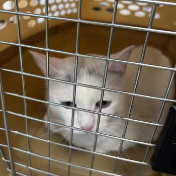 Snowflake -  Domestic Short Hair Cat for Adoption in Philadelphia, Pennsylvania - Snowflake | PetCurious