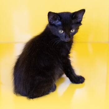 Tyghan -  Domestic Medium Hair Cat for Adoption in Abilene, Texas - Tyghan | PetCurious