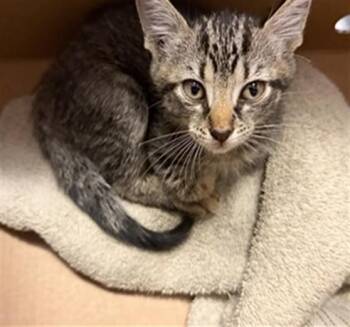 SCRAPPY -  Domestic Medium Hair Cat for Adoption in Jacksonville, Florida - SCRAPPY | PetCurious