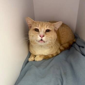 Tom -  Domestic Short Hair Cat for Adoption in Columbus, North Carolina - Tom | PetCurious