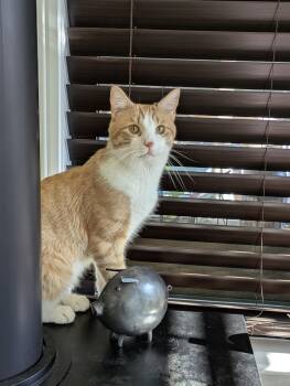 Rescue Domestic Short Hair Cats for Adoption in Bloomfield, New Jersey - Sausage | PetCurious