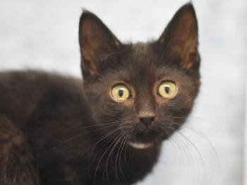 Willa -  Domestic Short Hair Cat for Adoption in Portland, Oregon - Willa | PetCurious