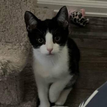 Juju -  Domestic Short Hair Cat for Adoption in Lakewood, Colorado - Juju | PetCurious