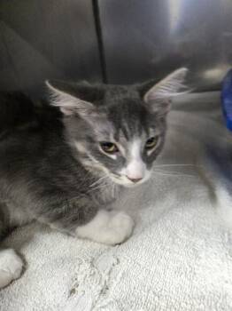 SHERE KHAN -  Domestic Short Hair Cat for Adoption in Killeen, Texas - SHERE KHAN | PetCurious