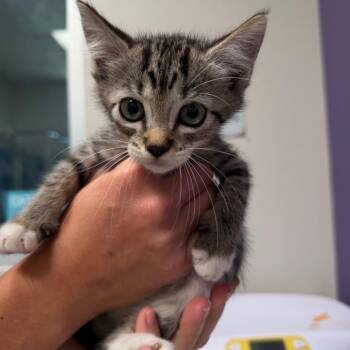 Tazzy -  Domestic Short Hair Cat for Adoption in Englewood, Florida - Tazzy | PetCurious