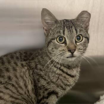 Domestic Short Hair Cats Available for Adoption in Roanoke, Virginia - Felicity | PetCurious