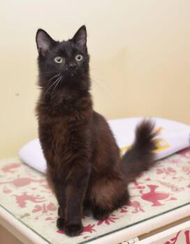 Alice -  Maine Coon Cat for Adoption in Hockessin, Delaware - Alice | PetCurious