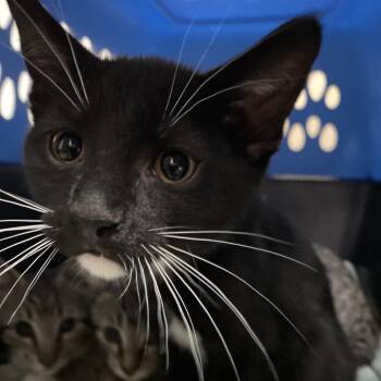 Ophelia -  Domestic Short Hair Cat for Adoption in Lakeland, Florida - Ophelia | PetCurious