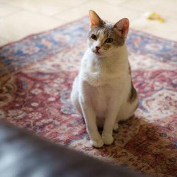 Domestic Short Hair Cats Available for Adoption - Annabelle | PetCurious