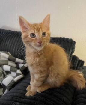 Simba -  Tabby Cat for Adoption in Anthem, Arizona - Simba | PetCurious
