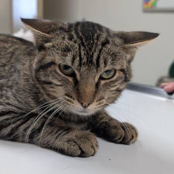 Lionel -  Domestic Short Hair Cat for Adoption in Canton, Illinois - Lionel | PetCurious