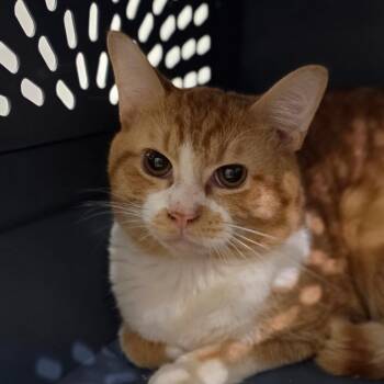 Mao -  Domestic Short Hair Cat for Adoption in Muncie, Indiana - Mao | PetCurious
