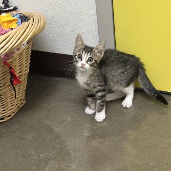 Periwinkle -  Domestic Short Hair Cat for Adoption in Port Lavaca, Texas - Periwinkle | PetCurious