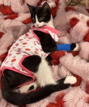 Mabel -  Domestic Short Hair Cat for Adoption in Heber City, Utah - Mabel | PetCurious