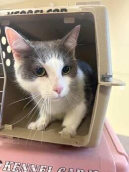 Princess Leia -  Domestic Short Hair Cat for Adoption in West Chester, Pennsylvania - Princess Leia | PetCurious