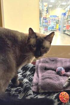 Mackerel -  Siamese Cat for Adoption in Phoenix, Arizona - Mackerel | PetCurious