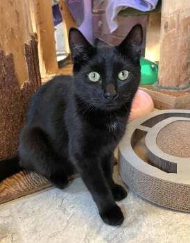 Rescue Domestic Short Hair Cats for Adoption in Huntington, Massachusetts - Kevin And Prada | PetCurious