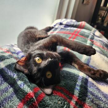 Just Raisins -  Domestic Short Hair Cat for Adoption in Philadelphia, Pennsylvania - Just Raisins | PetCurious