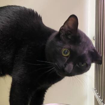 72278 -  Domestic Short Hair Cat for Adoption in Harrisonburg, Virginia - 72278 | PetCurious