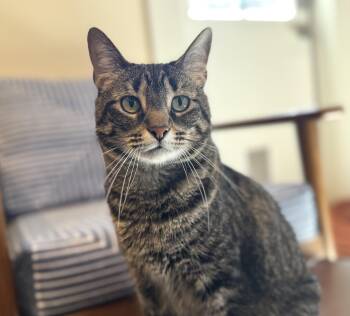 Domestic Short Hair Cats Available for Adoption - Ava | PetCurious