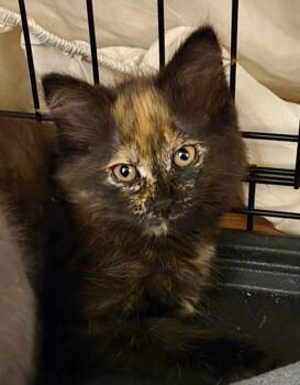 Rizzo -  Domestic Medium Hair Cat for Adoption in Leonardtown, Maryland - Rizzo | PetCurious