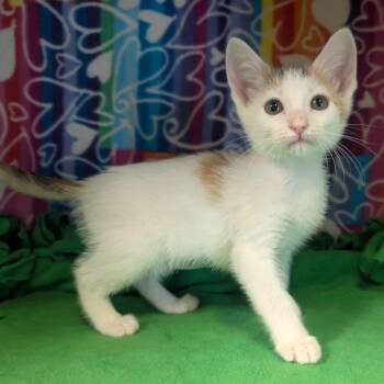 Capuchin -  Domestic Short Hair Cat for Adoption - Capuchin | PetCurious