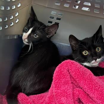Bingo -  Domestic Short Hair Cat for Adoption in Port Richey, Florida - Bingo | PetCurious