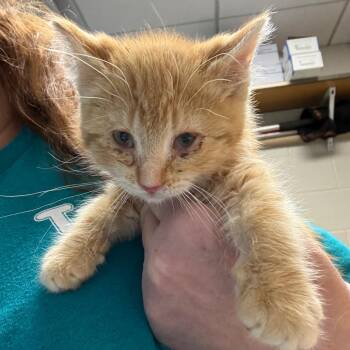 Domestic Medium Hair Cats Available for Adoption - Highway | PetCurious