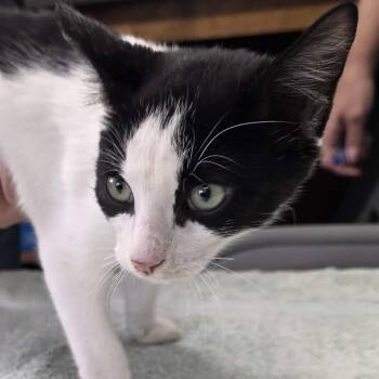BELLA -  Domestic Short Hair Cat for Adoption in Willows, California - BELLA | PetCurious