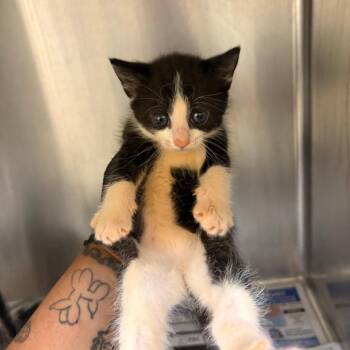 Glory -  Domestic Short Hair Cat for Adoption in Mocksville, North Carolina - Glory | PetCurious
