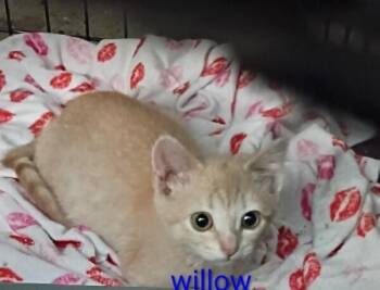 Willow -  Domestic Short Hair Cat for Adoption in Dayton, Minnesota - Willow | PetCurious