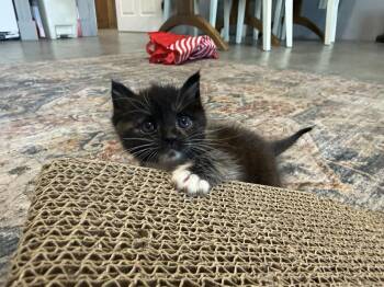 Domestic Short Hair Cats Available for Adoption in St. Augustine, Florida - Elsa | PetCurious