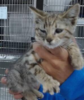 BELLATRIX -  Domestic Short Hair Cat for Adoption in Salinas, California - BELLATRIX | PetCurious