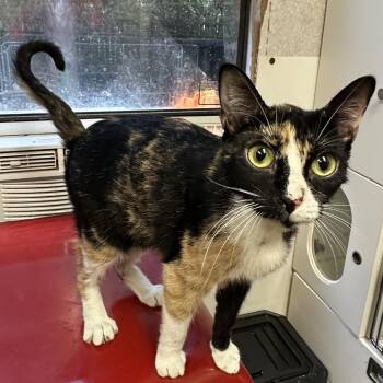 Renagade -  Domestic Short Hair Cat for Adoption in Hinesville, Georgia - Renagade | PetCurious