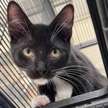 Maui -  Domestic Short Hair and Tuxedo Cat for Adoption in Winchendon, Massachusetts - Maui | PetCurious