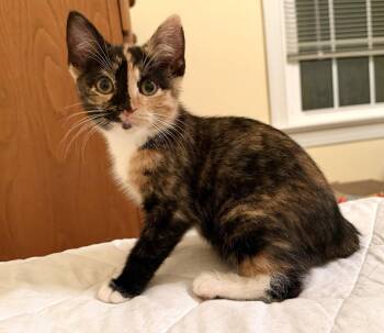 Andia -  Domestic Short Hair Cat for Adoption in Pittsboro, North Carolina - Andia | PetCurious