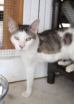 Tabby Cats Available for Adoption - Landers  | PetCurious