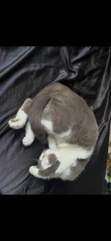 Cinnamon -  Domestic Short Hair Cat for Adoption - Cinnamon | PetCurious