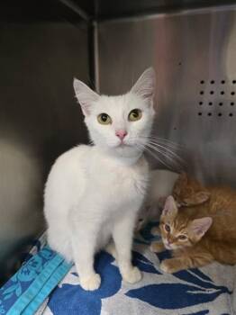 COCONUT -  Domestic Short Hair Cat for Adoption in Rancho Cucamonga, California - COCONUT | PetCurious