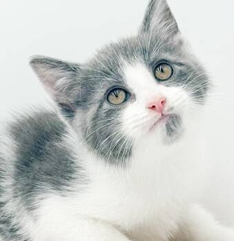 Maggie - she is MAGIC and teeny tiny -  Turkish Van and Russian Blue Cat for Adoption in Bedford Hills, New York - Maggie - She Is MAGIC And Teeny Tiny | PetCurious